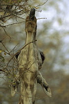 Southern Giraffe (Giraffa giraffa) eating from tree, Chobe National Park, Botswana