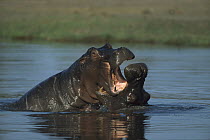 Hippopotamus (Hippopotamus amphibius) pair fighting in water, Botswana