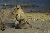 African Lion (Panthera leo) young fighting, Moremi Wildlife Reserve, Botswana
