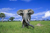 African Elephant (Loxodonta africana) bull, Chobe National Park, Botswana