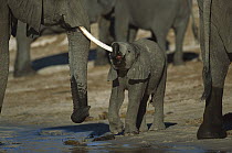 African Elephant (Loxodonta africana) sucking mothers tusk, Chobe River, Botswana