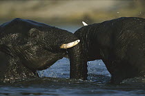 African Elephant (Loxodonta africana) pair playing, Chobe River, Chobe National Park, Botswana