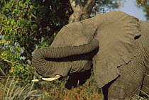 African Elephant (Loxodonta africana) bull scratching ear, winter, Moremi Wildlife Reserve, Botswana