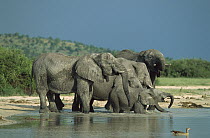 African Elephant (Loxodonta africana) group at water, Chobe National Park, Botswana