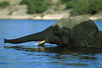 African Elephant (Loxodonta africana) wading in water, Chobe River, Botswana