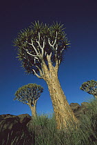 Kokerboom Tree (Quiver tree), Kokerboom Forest, Namibia