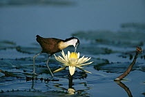 Northern Jacana (Jacana spinosa) in water with flower, Phinda Game Reserve, South Africa