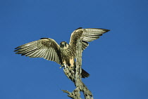 Lanner Falcon (Falco biarmicus) with wings spread, summer, Chobe National Park, Botswana