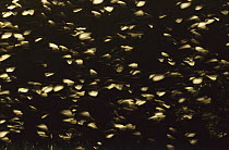 Red-billed Quelea (Quelea quelea) group flying at dusk, Mababe Depression, winter, Chobe National Park, Botswana