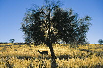 Springbok (Antidorcas marsupialis) grazing under tree, Kalahari Gemsbok Park, South Africa