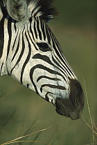 Burchell's Zebra (Equus burchellii) profile, Itala Game National Park, Botswana