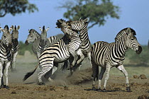 Burchell's Zebra (Equus burchellii) fighting stallions, Chobe National Park, Botswana