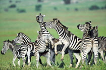 Burchell's Zebra (Equus burchellii) group fighting, Itala Game Reserve, South Africa