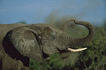 African Elephant (Loxodonta africana) dust bathing, Chobe National Park, Botswana