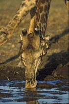 Southern Giraffe (Giraffa giraffa) with Yellow-billed Oxpeckers (Buphagus africanus), Khwai River, Botswana