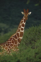 Reticulated Giraffe (Giraffa reticulata) alert adult, Laikipia, Kenya