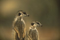 Meerkat (Suricata suricatta) pair, Tswalu Kalahari Reserve, South Africa