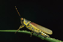 Elegant Grasshopper (Dichromorpha elegans) profile, side view, South Africa