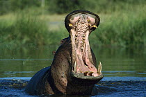 Hippopotamus (Hippopotamus amphibius) threat yawning, Khwai River Botswana