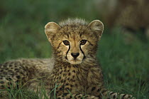Cheetah (Acinonyx jubatus) three month old cub, Phinda Game Reserve, South Africa