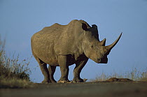 White Rhinoceros (Ceratotherium simum) portrait, Itala Game Reserve, South Africa
