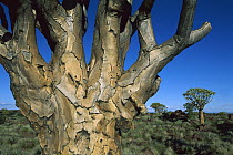 Quiver Tree (Aloe dichotoma) bark, Kokerboom Forest, Namibia