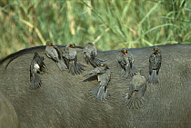 Red-billed Oxpecker (Buphagus erythrorhynchus) small flock on an animal's back, Kruger National Park, South Africa