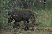 Warthog (Phacochoerus africanus) mother and piglet, Sabi Sand Game Reserve, South Africa