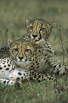 Cheetah (Acinonyx jubatus) pair resting, Phinda Game Reserve, South Africa