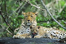 Leopard (Panthera pardus) mother and kitten, Sabi Sand Game Reserve South Africa