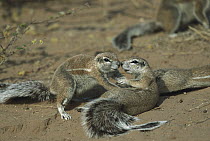 Cape Ground Squirrel (Xerus inauris) pair playing, Kgalagadi Transfrontier Park, South Africa