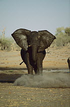 African Elephant (Loxodonta africana), Khwai River, Botswana