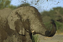 African Elephant (Loxodonta africana) using its trunk to take a mud bath, Chobe National Park, Botswana