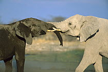 African Elephant (Loxodonta africana) two interacting with each other at water hole, Etosha National Park, Namibia