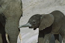 African Elephant (Loxodonta africana) mother and calf, Chobe National Park, Botswana
