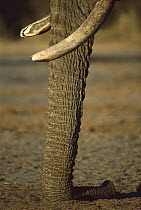 African Elephant (Loxodonta africana) detail of trunk, Khwai River, Botswana