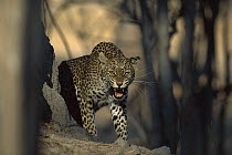 Leopard (Panthera pardus) adult female snarling, summer, Moremi Wildlife Reserve, Botswana