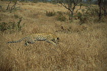 Leopard (Panthera pardus) adult pouncing on a Mouse in the grass, spring, Sabi-sands Game Reserve, South Africa