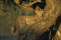 Cheetah (Acinonyx jubatus) three month old cub in tree, winter, Phinda Game Reserve, South Africa