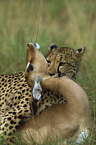 Cheetah (Acinonyx jubatus) adult female strangling an Impala (Aepyceros melampus) female, Phinda Game Reserve, South Africa