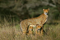 Cheetah (Acinonyx jubatus) alert female standing over her two three month old cubs, Phinda Game Reserve, South Africa