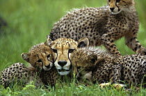 Cheetah (Acinonyx jubatus) adult female laying in the grass with her three month old cubs, summer, Phinda Game Reserve, South Africa
