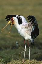 Yellow-billed Stork (Mycteria ibis) adult standing in nest, stretching its wings, Khwai River, Botswana