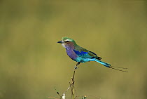 Lilac-breasted Roller (Coracias caudata) adult perching, Moremi Wildlife Reserve, Botswana