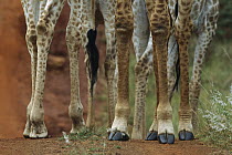 South African Giraffe (Giraffa giraffa giraffa) legs of several animals standing together, Phinda Game Reserve, South Africa