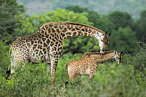 South African Giraffe (Giraffa giraffa giraffa) mother grooming her calf, Phinda Game Reserve, South Africa