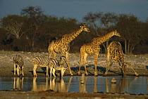 Southern Giraffe (Giraffa giraffa) and Burchell's Zebra (Equus burchellii) at water hole, Khwai River, Botswana