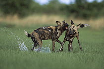 African Wild Dog (Lycaon pictus) pair playing, Chobe National Park, Botswana