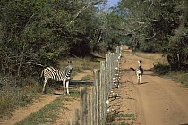 Burchell's Zebra (Equus burchellii) two separated by a fence, Phinda Game Reserve, South Africa