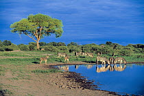 Burchell's Zebra (Equus burchellii) herd drinking at waterhole, Okavango Delta, Botswana